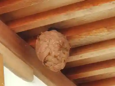 三輪神社の動物