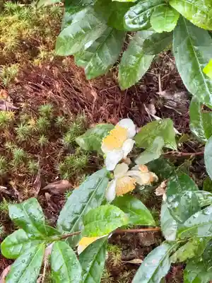 鹿王院(京都府)