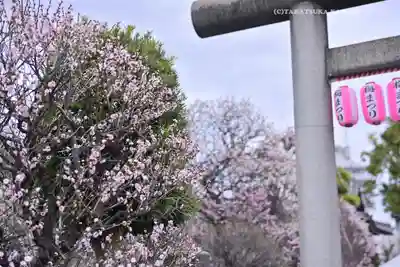 小村井 香取神社(東京都)