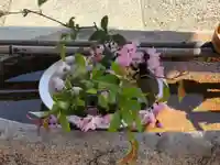 水堂須佐男神社の手水舎