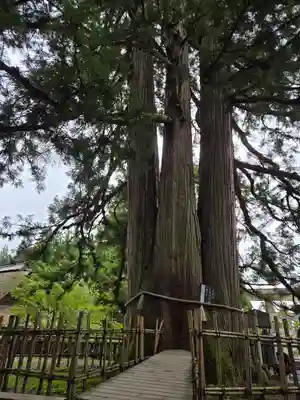 戸隠神社中社(長野県)