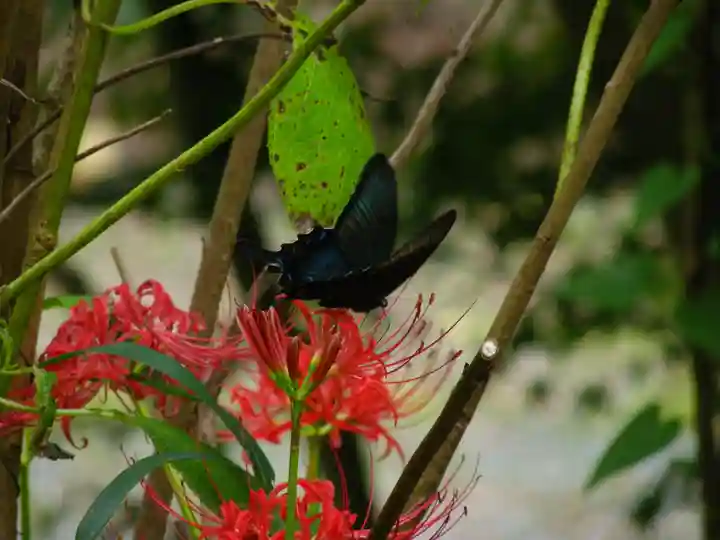 普門寺(切り絵御朱印発祥の寺)の動物