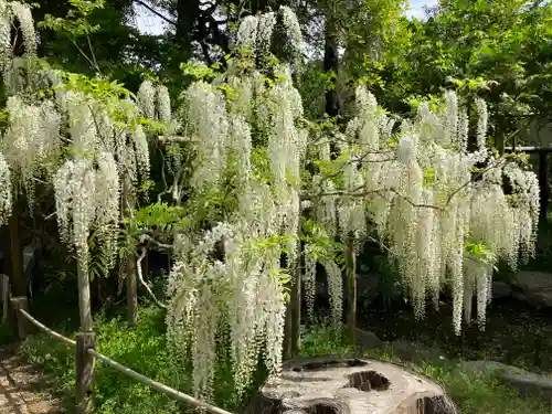 春日大社の自然