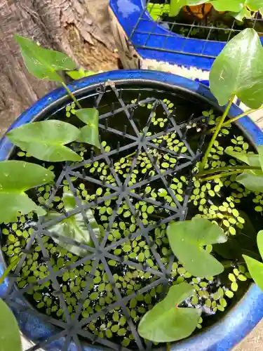 髙帝龍王龍神社（白山宮末社）(愛知県)