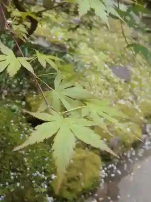 報国寺(神奈川県)