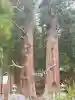 夏井諏訪神社の{uncategorized: "未分類", other: "その他", undefined: "問題あり", building: "その他建物", grave: "お墓", sacred_gate: "鳥居", guardian: "狛犬", statue: "像", buddha: "仏像", history: "歴史", nature: "自然", garden: "庭園", animal: "動物", pagoda: "塔", temizu: "手水舎", mountain_gate: "山門・神門", sanctuary: "本殿・本堂", subordinate: "末社・摂社", art: "芸術", scenery: "景色", jizo: "地蔵", ema: "絵馬", goshuin: "御朱印", omikuji: "おみくじ", items: "授与品その他", amulet: "お守り", goshuincho: "御朱印帳", eats: "食事", festival: "お祭り", votive_dance: "神楽", shichigosan: "七五三参", wedding: "結婚式", experience: "体験その他", initially: "初詣", around: "周辺", anti_infection: "感染症対策"}