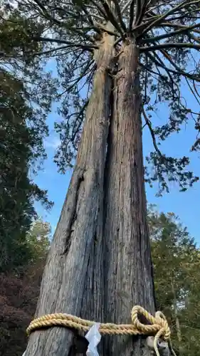 北口本宮冨士浅間神社の自然