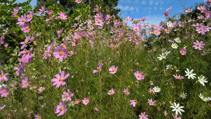 西願寺(廃寺)(京都府)