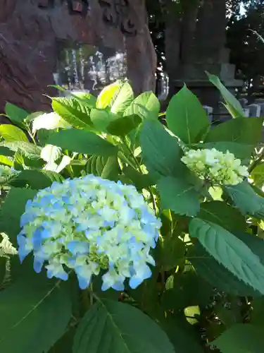 新琴似神社の自然