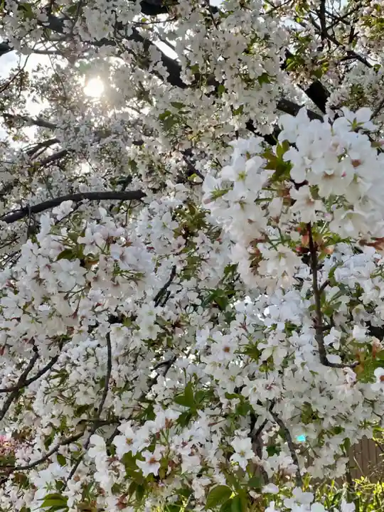 闘鶏神社(和歌山県)