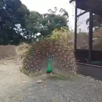 楽法寺(雨引観音)の動物