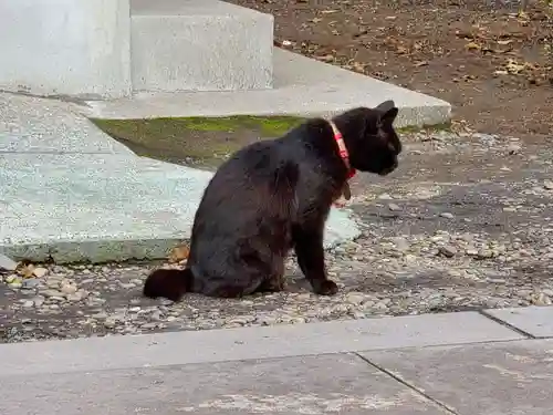 南洲神社の動物