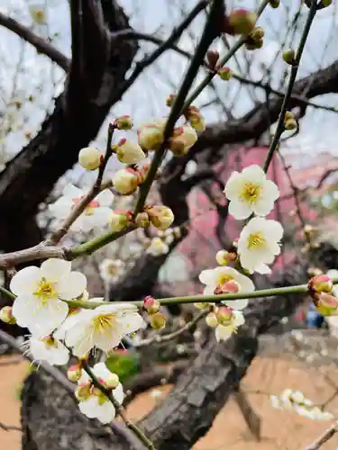 湯島天満宮の自然