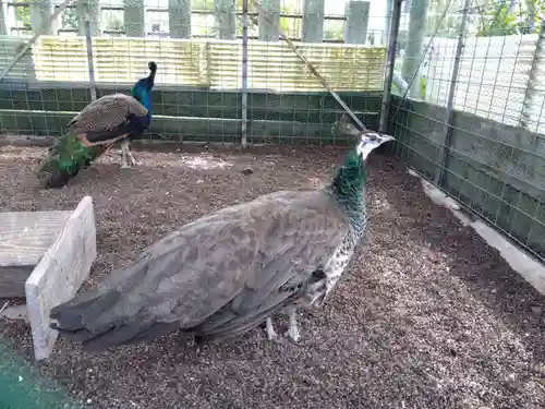 福井県護国神社(福井県)