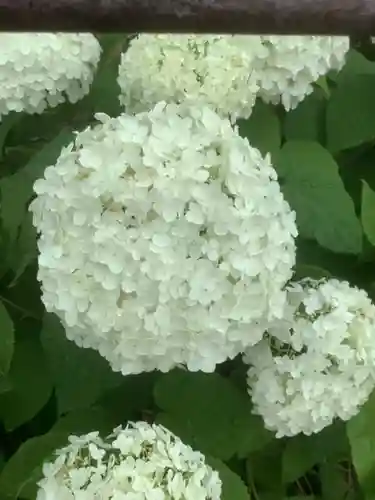 清洲山王宮　日吉神社の自然