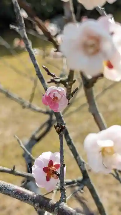隨心院(随心院)(京都府)