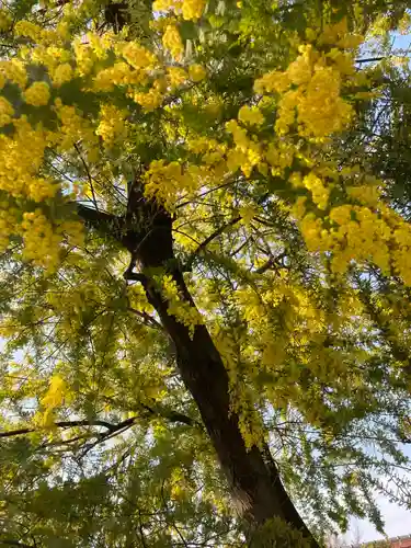 達磨寺(群馬県)