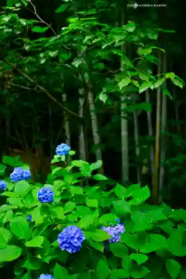 明月院(神奈川県)