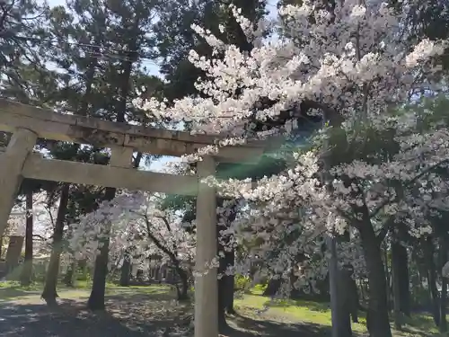 長浜八幡宮(滋賀県)