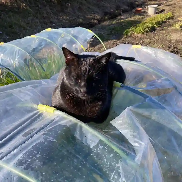 高司神社〜むすびの神の鎮まる社〜(福島県)