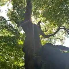 來宮神社(静岡県)