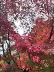 武田神社の自然