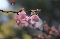 開成山大神宮の自然