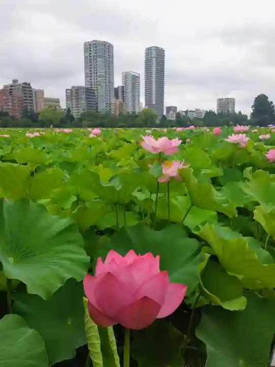寛永寺不忍池弁天堂(東京都)