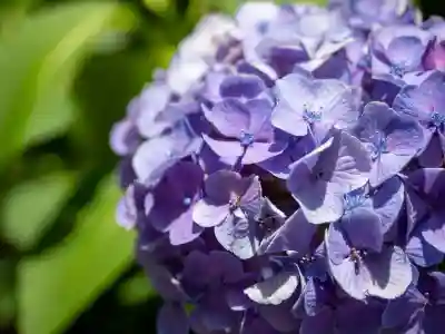 装束稲荷神社(王子稲荷神社境外摂社)(東京都)