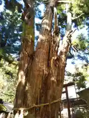 磐椅神社の自然