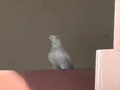 川越八幡宮(埼玉県)