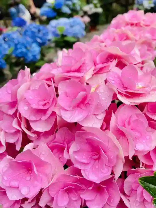 長谷寺(奈良県)