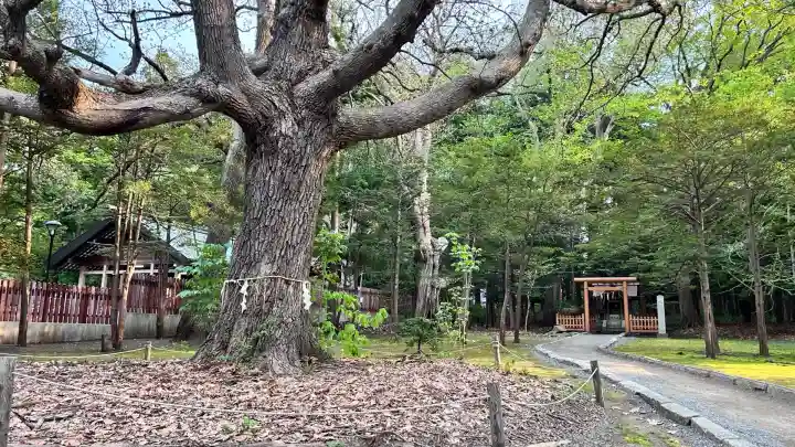 北海道神宮(北海道)