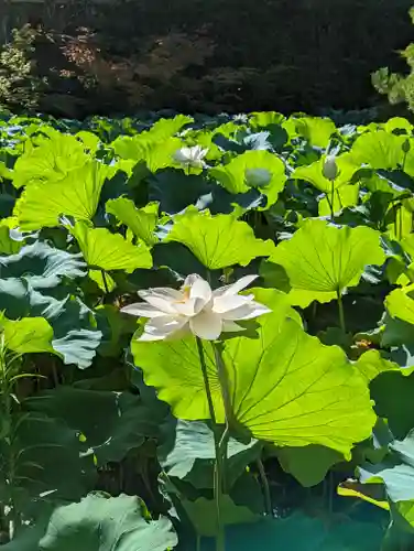 法金剛院(京都府)