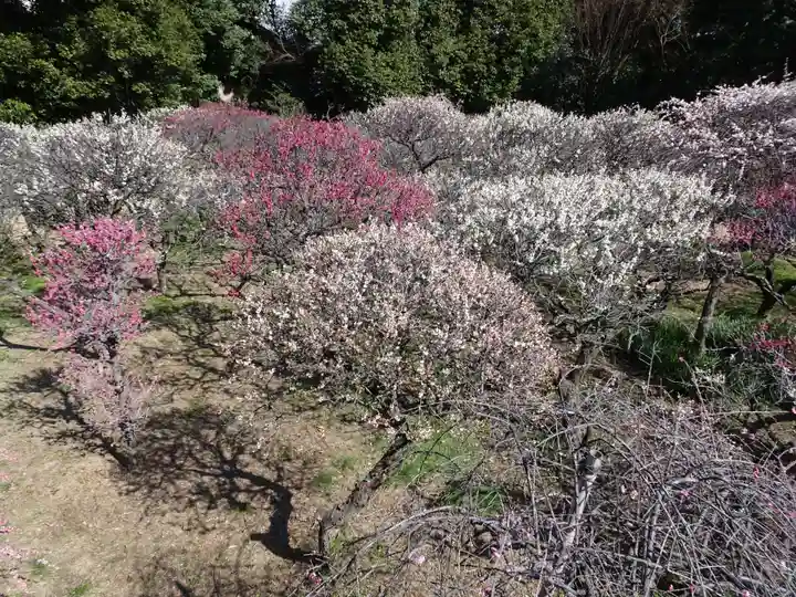 道明寺天満宮の自然