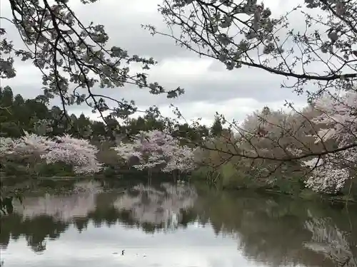 龍安寺の庭園