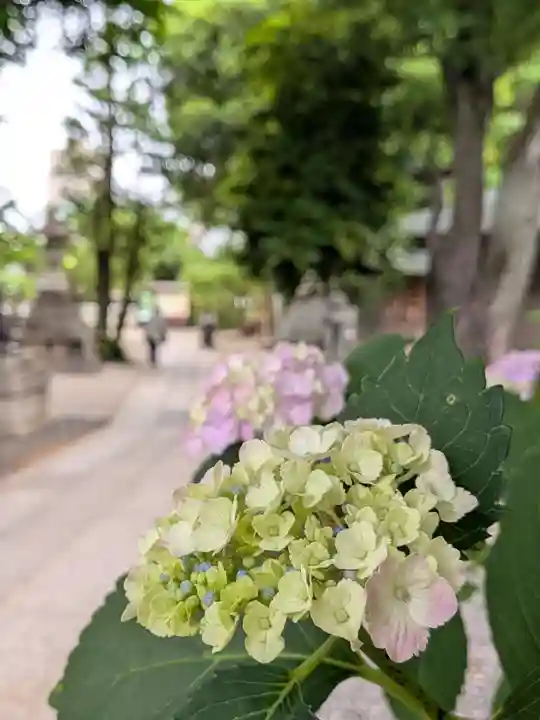 鳩森八幡神社(東京都)