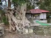 春日神社の自然