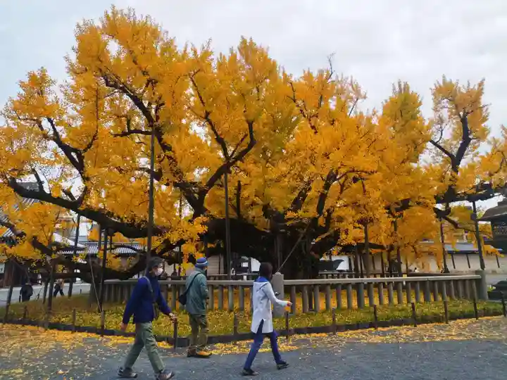 本願寺(西本願寺)の自然