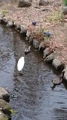 洗足池弁財天の動物