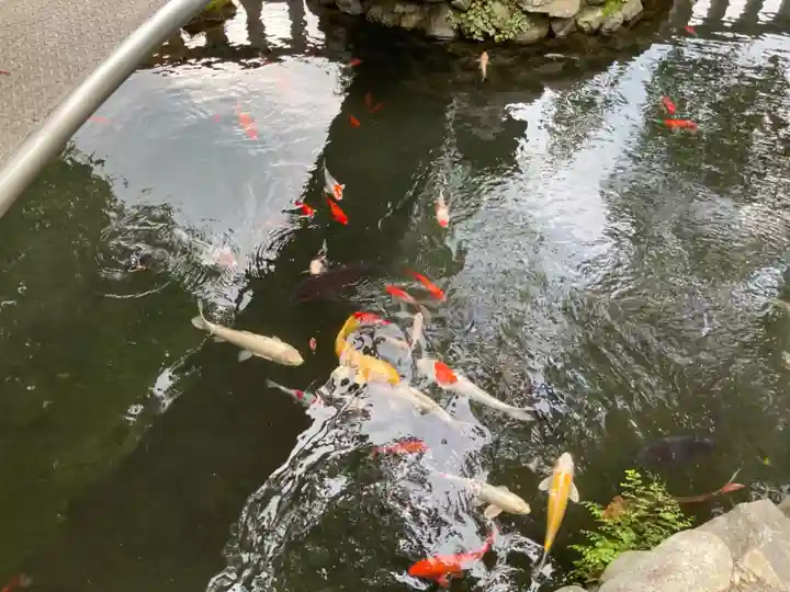 鈴鹿明神社の動物