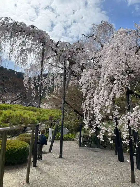 善峯寺(京都府)