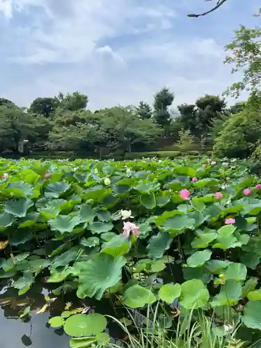 鶴岡八幡宮の自然