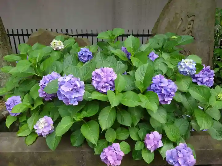 高輪神社の自然