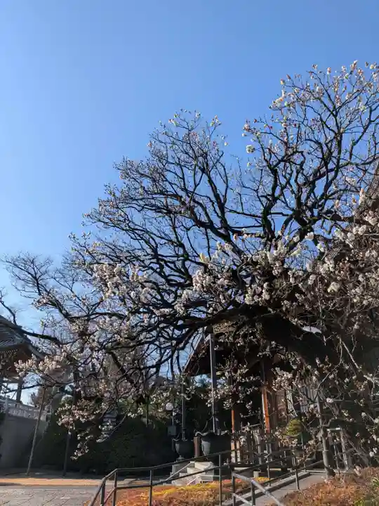 福蔵院(東京都)