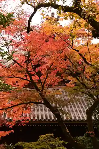 禅林寺（永観堂）(京都府)
