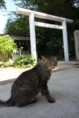 所澤神明社(埼玉県)