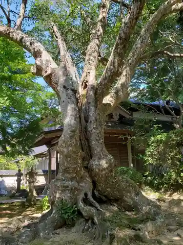 花山院菩提寺の自然