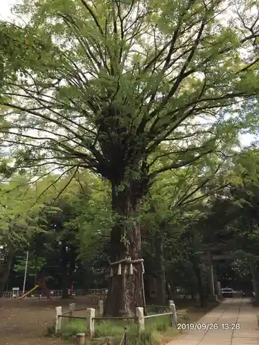 赤坂氷川神社の自然