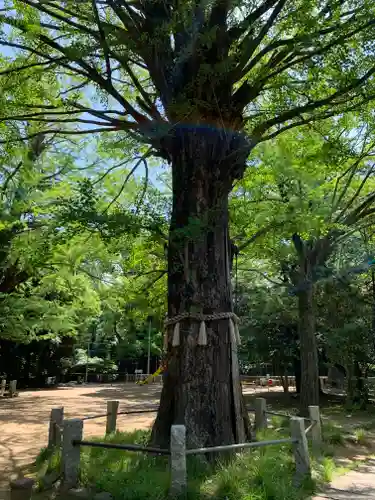 赤坂氷川神社の自然